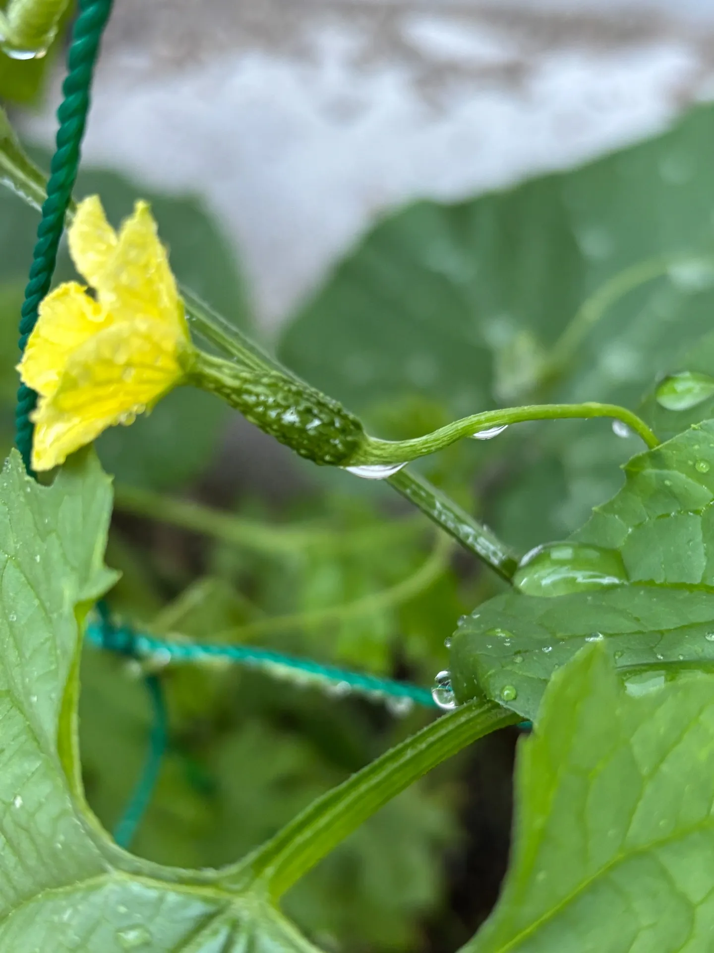 苗から実へ!ゴーヤの嬉しい成長記録🌿